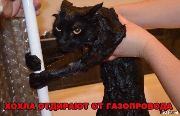 Зачем сравнивать это милейшее животное с хохлами? ОБИДНО за котика...
