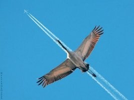 27 удивительных фотографий, на которых нет ни капли фотошопа