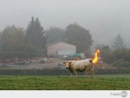 27 удивительных фотографий, на которых нет ни капли фотошопа