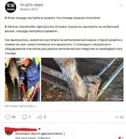 Да, уж. Дожили. Чтоб одну натяжную гайку открутить, приходится МЧС вызывать. Хотя, если только чтоб лошадь подержать, чтоб не дёргалась?