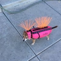 (С) "Этот жилет защищает нашу собаку от нападения койотов" (/С)
Вы хотели сказать "котов".