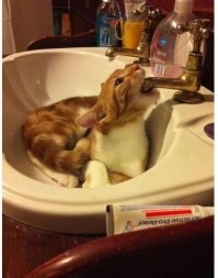 Демотиваторы: приятные картинки на злободневные темы