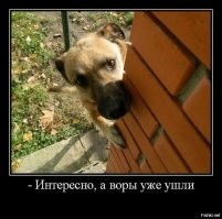 Каково это - жить с собакой? 25 правдивых и забавных мемов