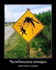 Москиты и комары: Совершенно разные насекомые, и опасность представляют разную. В чем отличия?