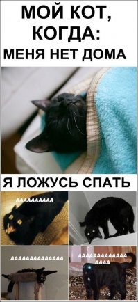 15 забавных кошачьих привычек, которые знакомы каждому 
