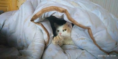 15 забавных кошачьих привычек, которые знакомы каждому 