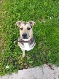 Каково это - жить с собакой? 25 правдивых и забавных мемов