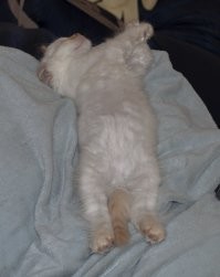 Человеки просто спят, коты возвели это в искусство.