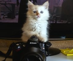 Птичку я вам не обещаю...Но вы улыбайтесь, улыбайтесь!