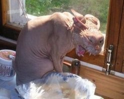 Бабушка еще такого не видела