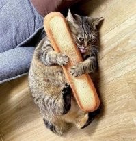 15 забавных кошачьих привычек, которые знакомы каждому 