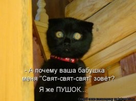 15 забавных кошачьих привычек, которые знакомы каждому 