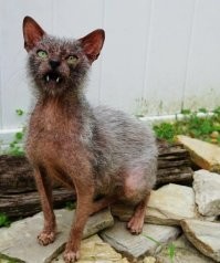 Ну, Сфинкс ещё ничё.... А вот Ликой её заставит ходить с иконой на груди и спине