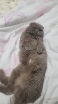 Вот мой ленивый вредина, кот Фунтик