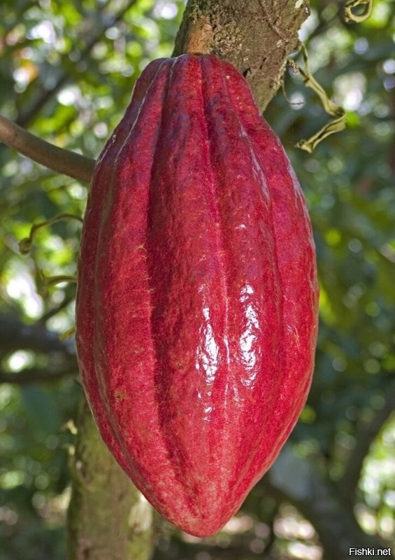 Человечек держит плод шоколадного дерева, а он может быть довольно большим