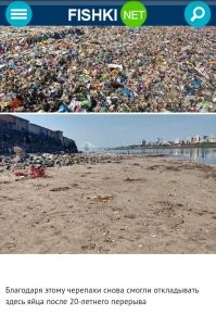 Благодаря людям эти черепахи перестали откладывать здесь яйца 20 лет назад! На одного нормального человека приходятся тысячи yeбaноv...