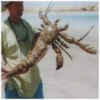 "нет МарьВанна, это мичуринская ман.до.вошка" (с) Вовочка.