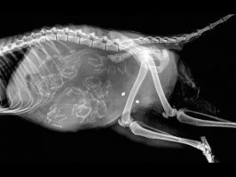 Смешные и познавательные картинки