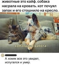 Это ещё всё фигня. 
Вот один раз у соседа была собака "в гостях". Мой кот забрался к ним во двор, наверное из-за собаки демонстративно насрал на газон и слинял. Собака всё это схавала, принесла домой и сблевала прямо на белый ковёр в гостиной. Сблевал ли сам сосед - неизвестно, он не признался. 
Приятного всем аппетита!