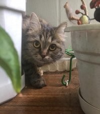 Кошка-катастрофа ,у неё на счету уже с десяток уроненных цветов)