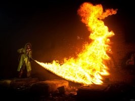 Мыши в Австралии начали есть друг друга и кусать людей по ночам