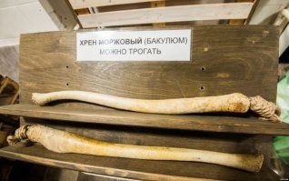 Загадка объявлений: зачем дорого покупают рога и какой нужен янтарь