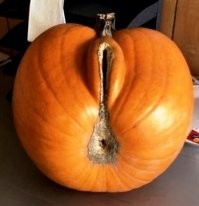 18 фотографий предметов, которые похожи на что-то другое