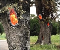 А помочь дереву и потушить - слабо?!?!