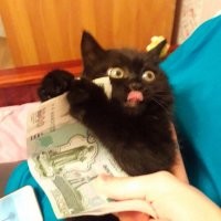 15 отважных животных, которые достойны тысячи медалей 