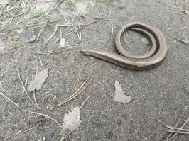 Офидиофобия: истоки, проявления, способы излечения