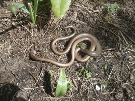 Офидиофобия: истоки, проявления, способы излечения