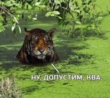 Подборка картинок. Вечерний выпуск