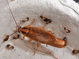 Женщина из ЮАР утверждает, что родила сразу десятерых