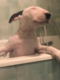 25 фотографий собак, которые настраивают на позитив