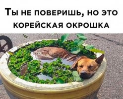 Намешалось