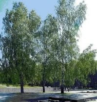 Хатынь...
Эти берёзки были чуть выше меня.
А я стоял и плакал. Мне было 12 лет.