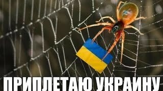 "Виноваты родители!": в Одессе дельфин укусил мальчика