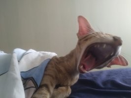 Разве так зевают? Надо вот так :) :