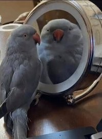 Когда у птички мания величия
