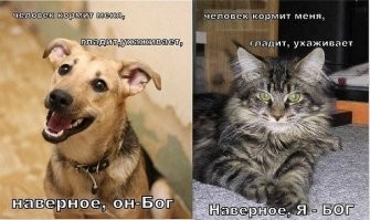 18 случаев, когда коты установили в доме хозяев свои правила