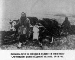 Если постараться, то специально отобранный и откормленных коров можно и до 100 литров в день снять, а с кобыл порядка 20