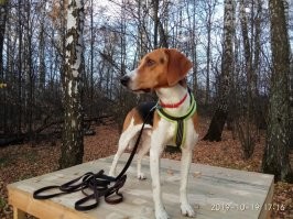 Тогда и сейчас: очаровательные щенки, выросшие во взрослых собак&nbsp;