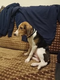 Тогда и сейчас: очаровательные щенки, выросшие во взрослых собак&nbsp;