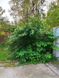 А в Питере тоже аномальная зона? У нас такой же гречишник спокойно до 3х метров вымахивает... Фотка прошлогодняя.