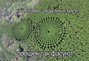 В Японии обнаружились загадочные круги из деревьев