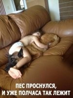 и в этом сущность псов - жить не для себя.