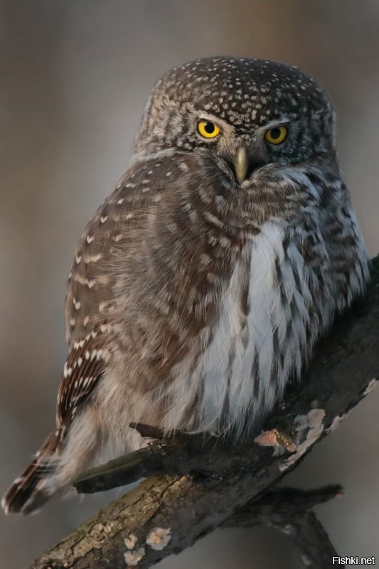 А, вот мои фотки. Самая маленькая сова - Воробьиный сыч: