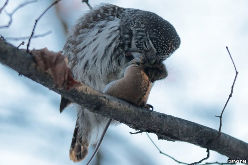 А, вот мои фотки. Самая маленькая сова - Воробьиный сыч: