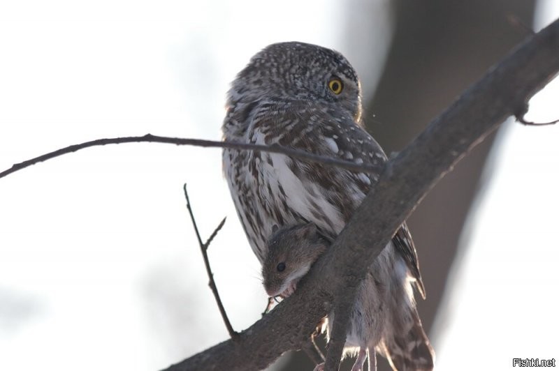 А, вот мои фотки. Самая маленькая сова - Воробьиный сыч: