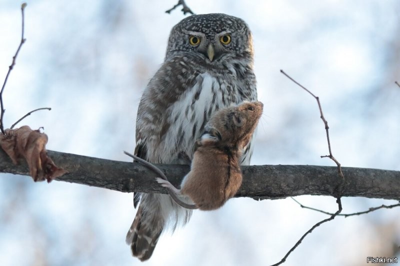 А, вот мои фотки. Самая маленькая сова - Воробьиный сыч:
